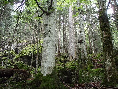Blockwald im Gesäuse